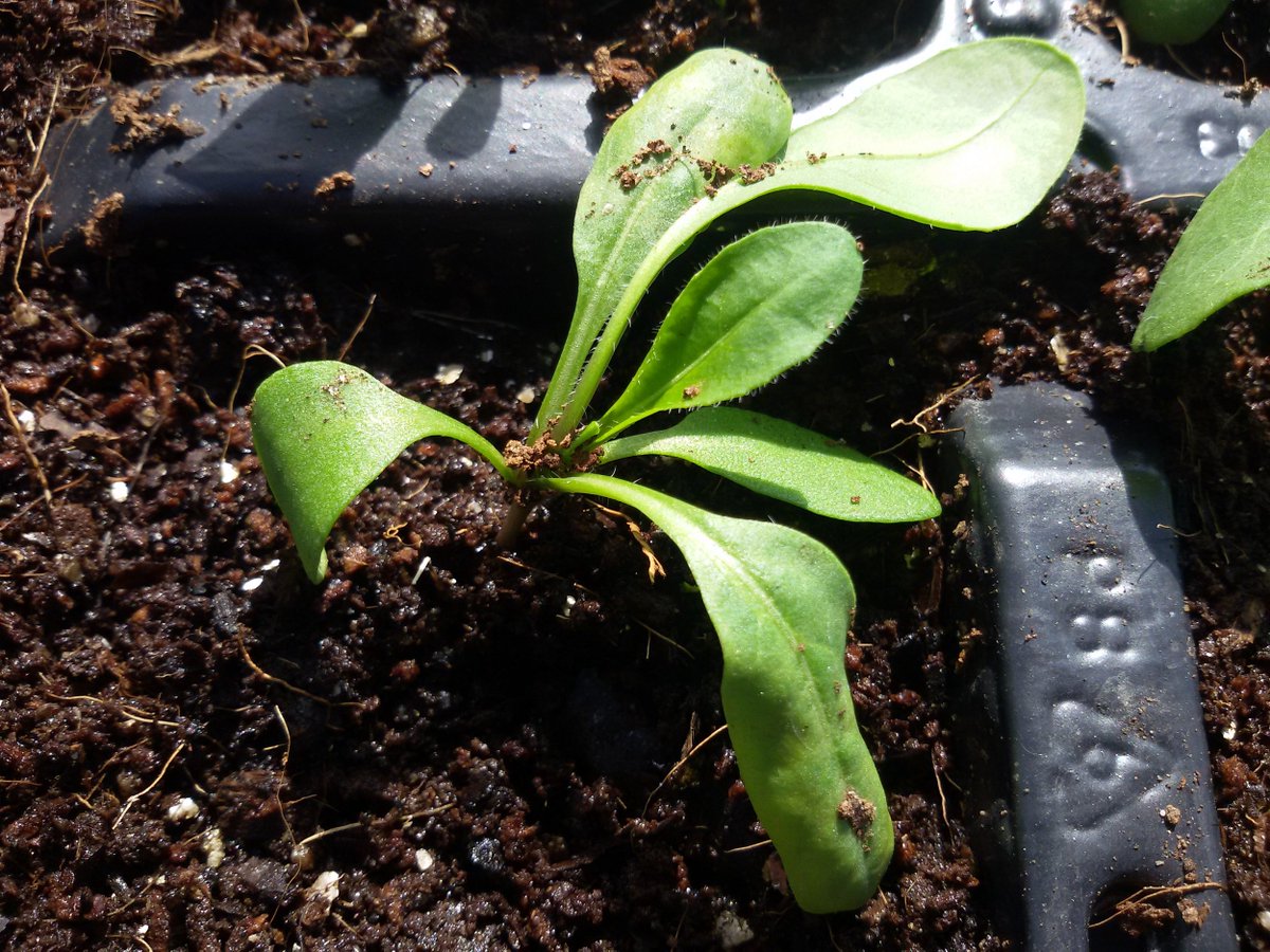 gardenorganicuk's tweet photo. Our GO members experiments are growing nicely. How are yours coming along?
#GOExperiments #organicgardening #organicseeds @Blooms_For_Bees https://t.co/J6u7DMr2tp