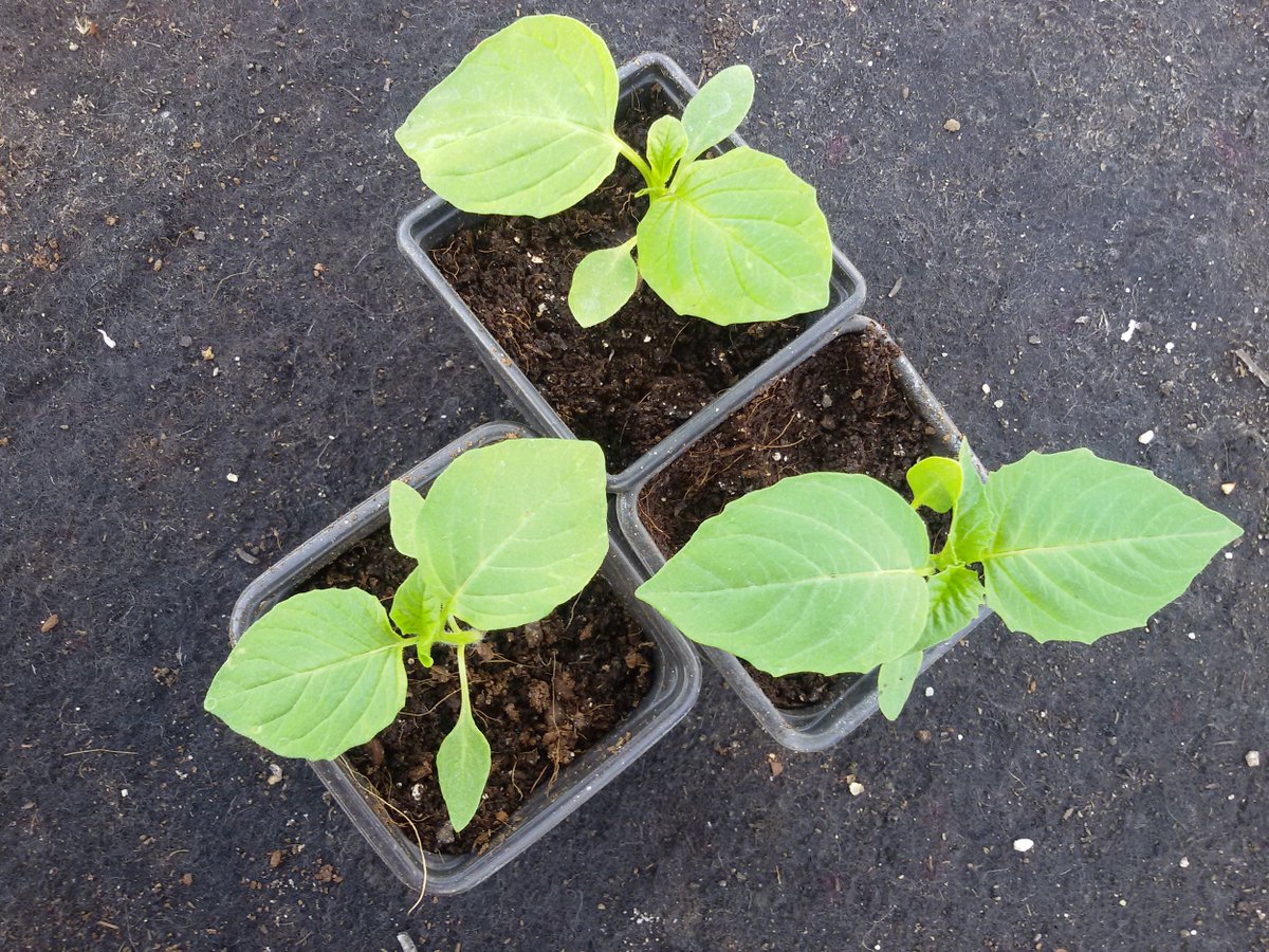 gardenorganicuk's tweet photo. Our GO members experiments are growing nicely. How are yours coming along?
#GOExperiments #organicgardening #organicseeds @Blooms_For_Bees https://t.co/J6u7DMr2tp