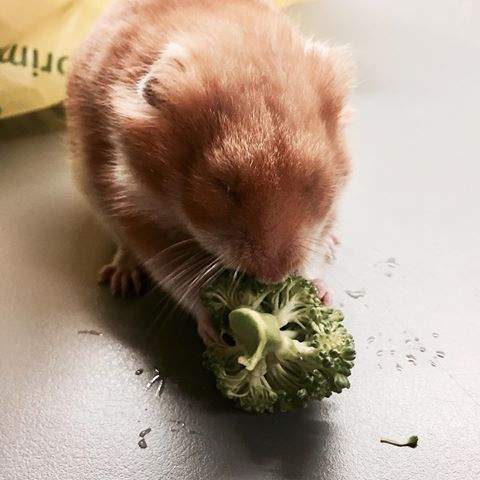 #hamster #mustloveanimal #ExecutiveAccess <a href="/DP_BISTRO/">DP BISTRO™</a> <a href="/rbhyta/">(๑•̀ㅂ•́)و✧Tabitha</a> <a href="/AgustioNugroho/">Agustio Nugroho</a> <a href="/Chef_ChanLiem/">Chandra Liem</a> <a href="/AudyRinald/">Audya L. Rinald</a> #eatsbrokoli