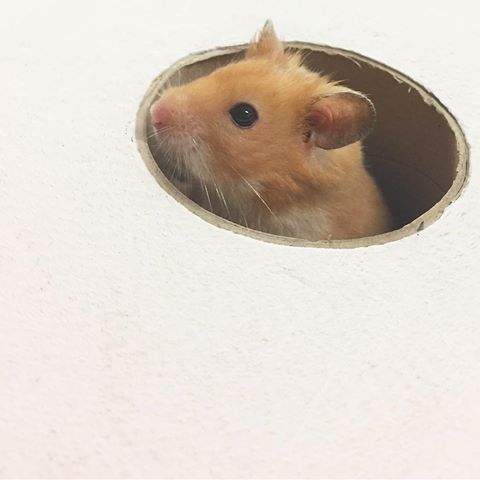 #hamster #mustloveanimal #gembul #playedwithHOLE #ExecutiveAccess <a href="/DP_BISTRO/">DP BISTRO™</a> <a href="/AgustioNugroho/">Agustio Nugroho</a> <a href="/Chef_ChanLiem/">Chandra Liem</a> <a href="/rbhyta/">(๑•̀ㅂ•́)و✧Tabitha</a>