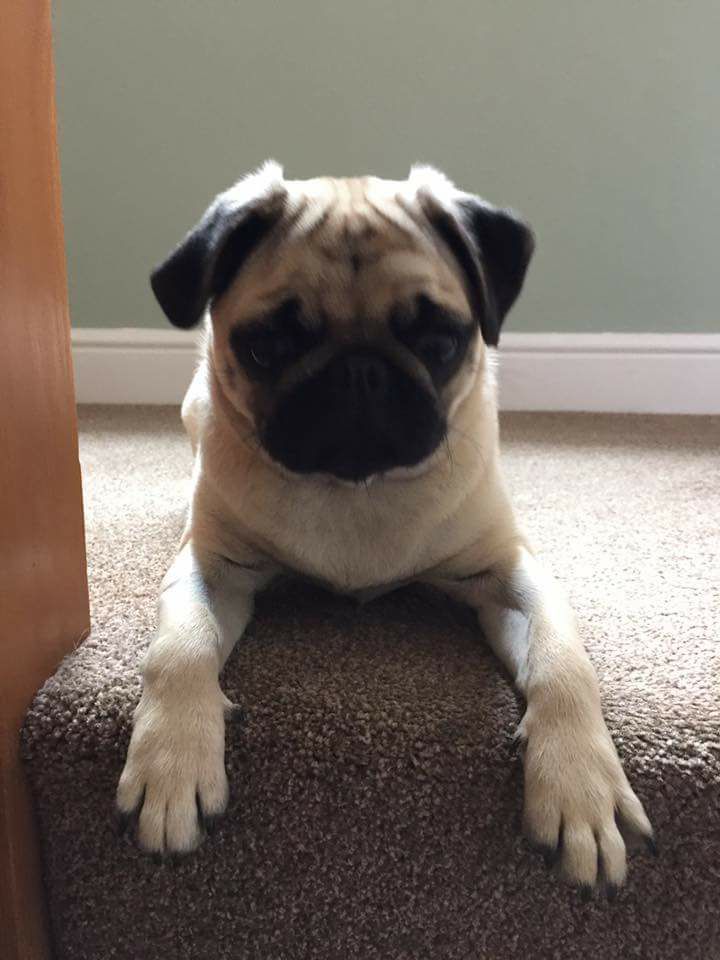 derbyshiredales's tweet photo. We're delighted to announce the winner of our dog selfie competition #dddogs, is Jonathan Lambley with Lola! Album>https://t.co/M945ZnORy9 https://t.co/XznQ6gUTZp