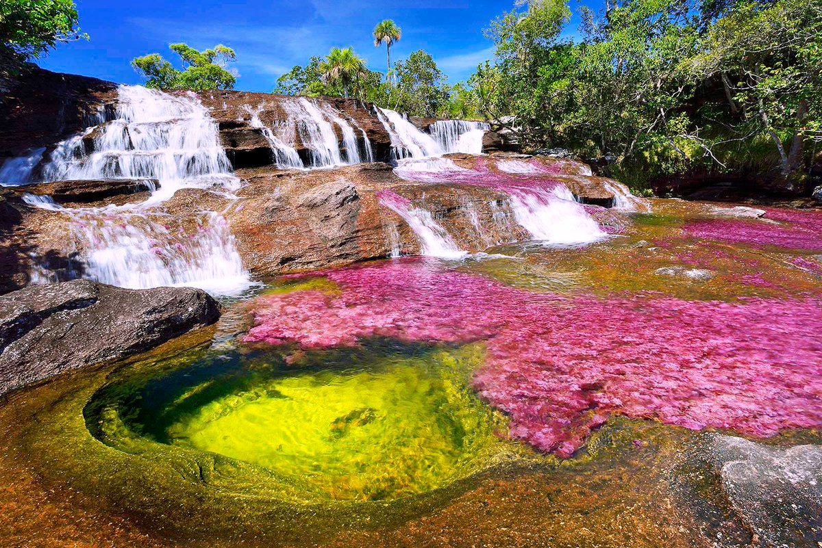 LocalizedLife's tweet photo. Dive into Caño Cristales, the liquid rainbow of #Colombia. https://t.co/r5vWO8a5Py #Localized #Ecotourism #Nature #River #Travel https://t.co/a3puoKJPAH