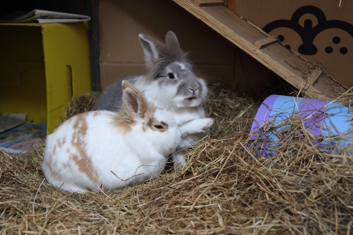 Bunny_Blogs's tweet photo. Snatch I think we should do some redesigning over there #bunob #RabbitAntics https://t.co/LsaaG33r8Q