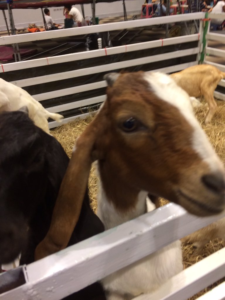 theminklah's tweet photo. @EverythingGoats I see the goat. My life complete. https://t.co/Fl3CdnSetQ