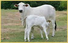 mespoorthim's tweet photo. @poornakapasi @anki_neerpaje @SriSamsthana @hareraama @girishalva @ajithherenje @AkshathaBhatTP @mkorikkar @shishir_heg @prajnakapasi @suvarnanewstv @OneindiaKannada @ZeeNews @SrBachchan @airnewsalerts @HMahamandala @HinduIDF @Shankaracarya36 @Prastuti_SRPM @ShankaraPeetha @anithamn @arvndbs @CTRavi_BJP @shreeraamaa @DrRavi75 @DattuBhat @ramukonare77 @Lalitalaxmibhat @korikkar @Kamadugha_SRPM @MahanandiGoulok @MatruMahamandal @GouParivara @GoubandhuSrpm @GouNidhi_SRPM @vshri_3 @Vidyakailankaje @PoushaBhat @sandhyauday @VSB_87 @VijayaNeerpaje @Anitha_stuthi @arunaajaybhat1 @Amshuprema @NamitaHegde1 @ArchanaNedle @Harshitac1 @chaithradelant2 @mahimaabhat4 @f5bc65ab1dad40d ಉತ್ತಮ ದನಗಳು ದಿನಕ್ಕೆ ೬-೭ ಲೀ. ಹಾಲುತ್ಪಾದಿಸುತ್ತವೆ.೧೯೯೩ರಲ್ಲಿ ಈ ತಳಿಯ ಅಂಚೆಚೀಟಿಯನ್ನು ಬಿಡುಗಡೆ ಮಾಡಲಾಗಿದೆ
#Ongole
#GiveUpAMeal https://t.co/wXbl33Akar