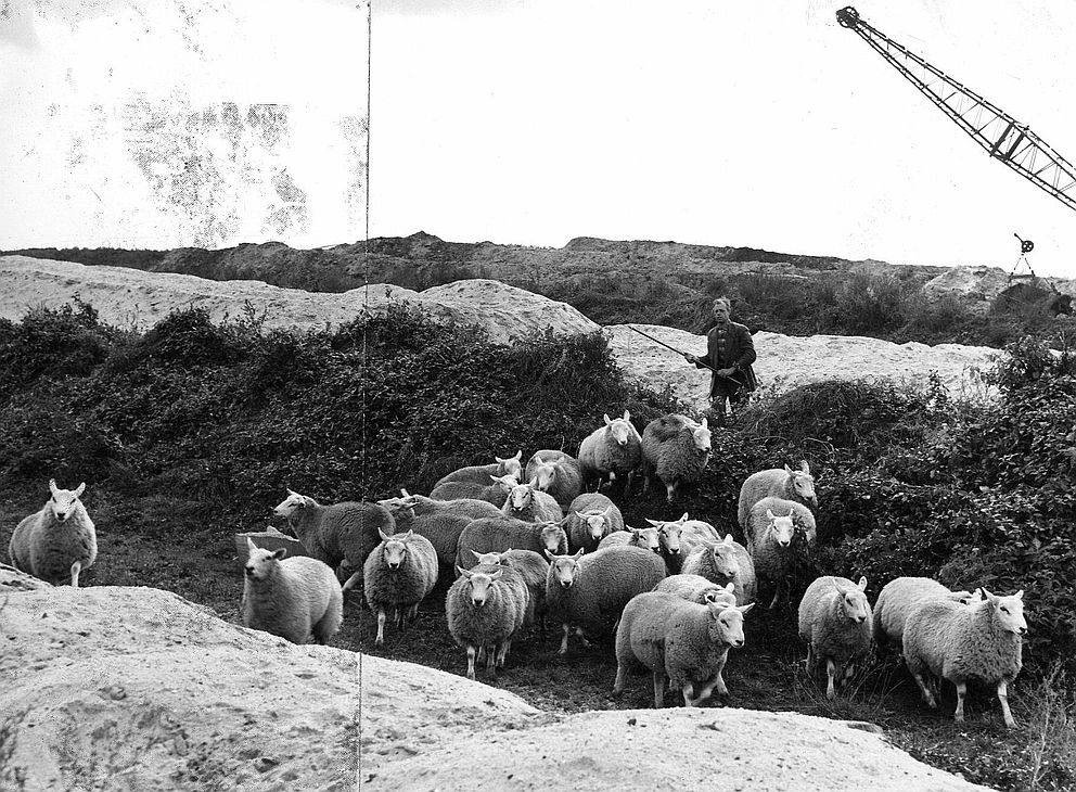 ZowasUtrecht's tweet photo. Buitengebied - 1958 | Boer met kudde schapen op een bouwrijp terrein voor de toekomstige wijk Kanaleneiland (H. Hofland, HUA) https://t.co/xVT8jmRO96