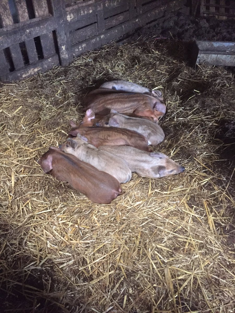 PicksOrganic tweet media