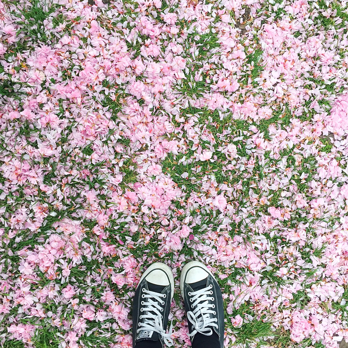 Missing all the blossom already✨🌸