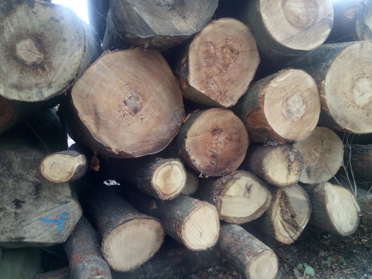 balangereis's tweet photo. 'I cut down trees
I wear high heels'
#python
#cutdowntrees today: https://t.co/KRhoT6A0pq
