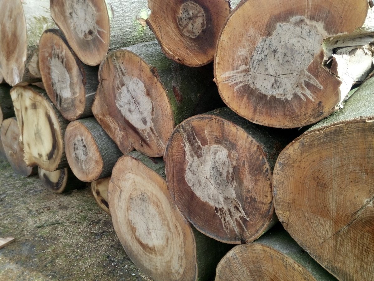 balangereis's tweet photo. 'I cut down trees
I wear high heels'
#python
#cutdowntrees today: https://t.co/KRhoT6A0pq