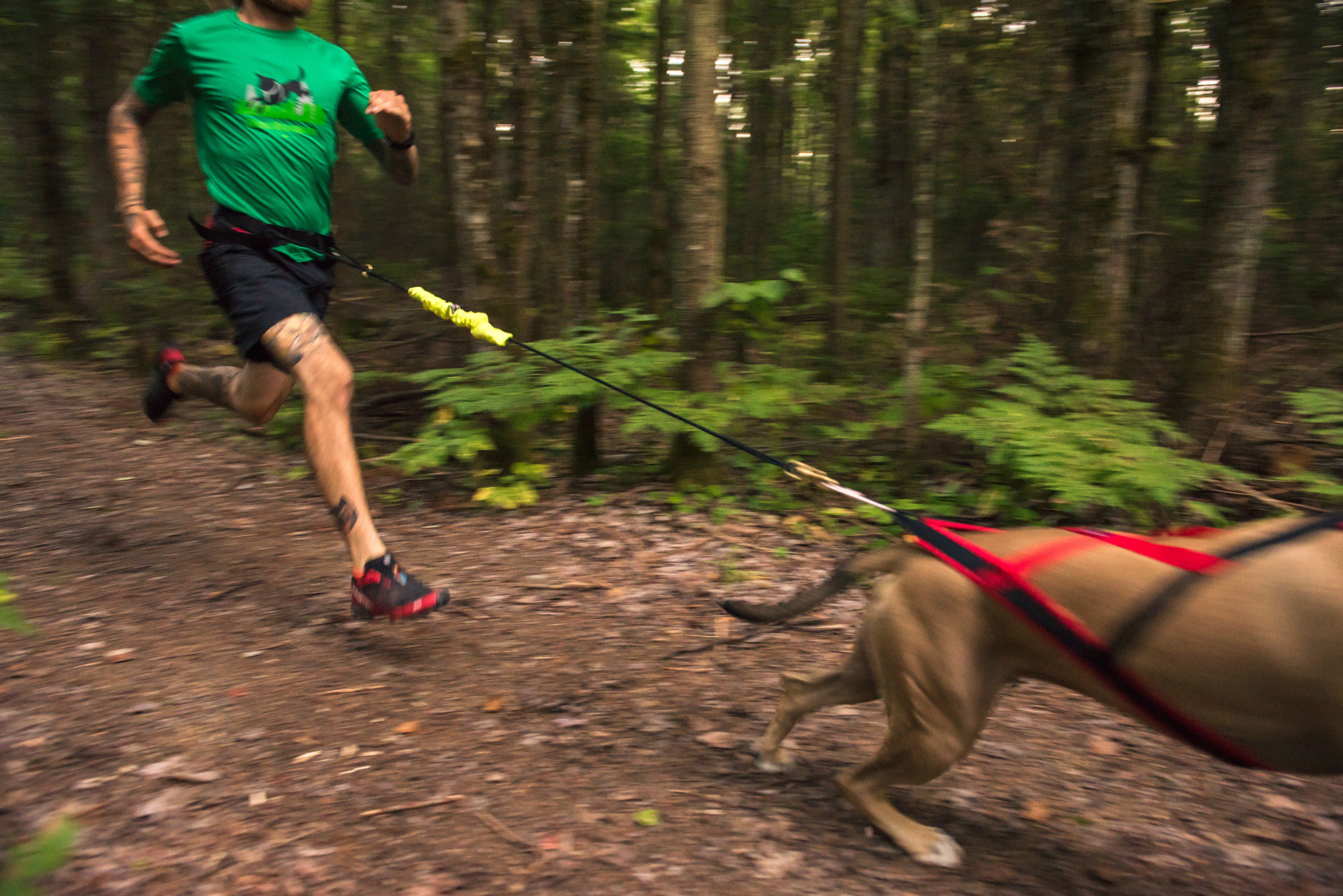 Canicross gear best sale