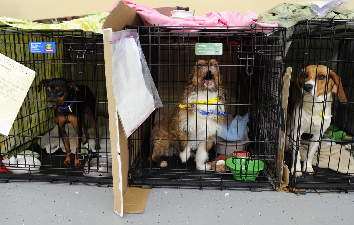 ReadyUSMC's tweet photo. Not all shelters are pet friendly. Do you know where your pet should go during an evacuation? #AnimalDisasterPrep https://t.co/2bRfwYQ56Y https://t.co/3RSuHBIZQF