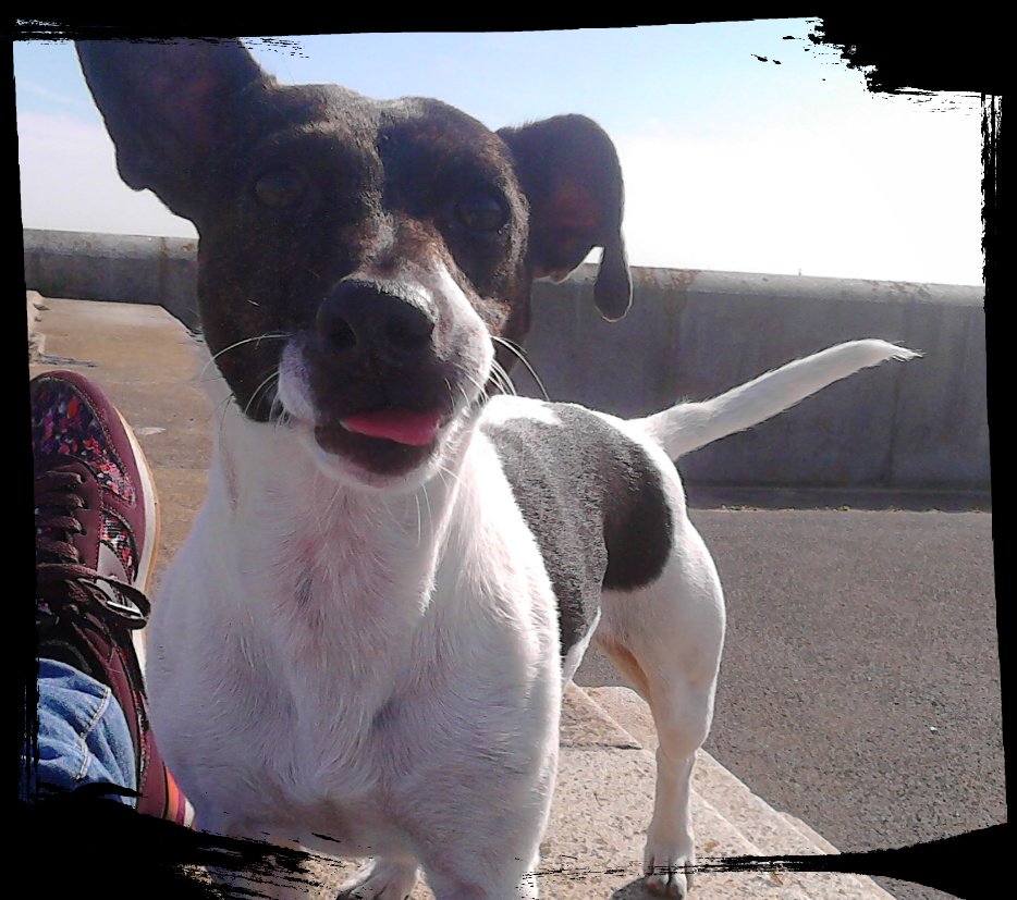 Ein freundliches #Montagslaecheln vom #Buerohund