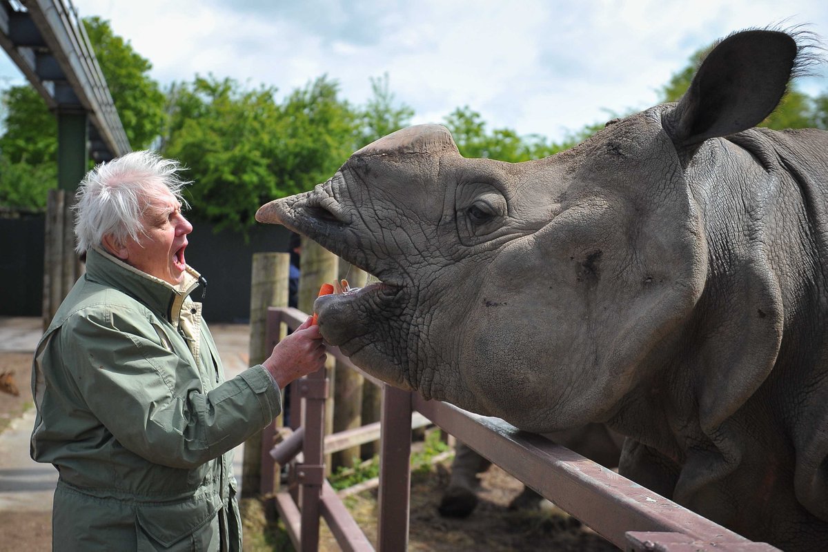 chesterzoo's tweet photo. Happy birthday Sir David Attenborough!

Inspiration. Icon. Legend. https://t.co/VtqbCSqgF1