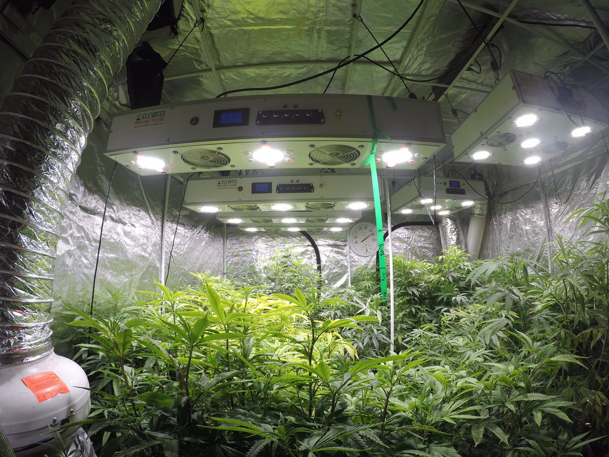 ElevatedLights's tweet photo. That's too much sauce #grow #growlight #efficient #elevated #cannabis #cree #cxb3590 #420 https://t.co/IHNsLFXZ81