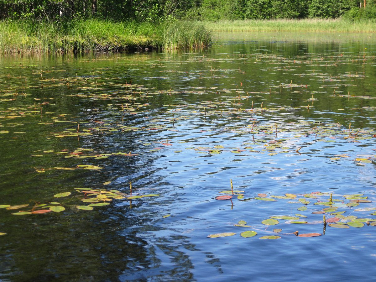 SYKEinfo's tweet photo. Researchers of @SYKEinfo found a potential flaw in the goal setting of the #EUWaterFrameworkDirective #lakes #Europe https://t.co/RnCYLVX0cs https://t.co/skSEprPWgU