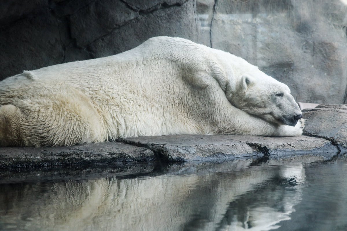 ComoZoo's tweet photo. Mondays are tough... 📷: Jordana Torgeson Photography https://t.co/aFpD6Wofvr