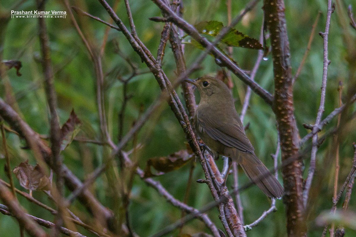 White-bellied Redstart ♀
Zuluk, East Sikkim
Oct 1016
birdlifeindia.com
#northeastbirding #birdwatching #sikkimbirdingtour