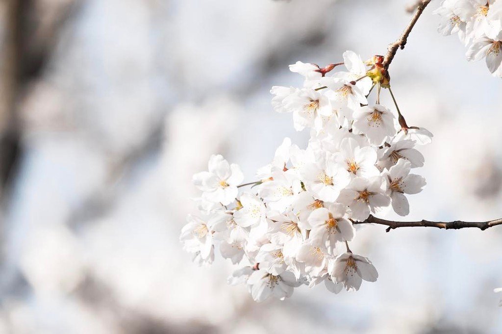 dekonstructed's tweet photo. Cherry blossoms at High Park #yyz #highpark #toronto #torontolife #citylife #city #blogto #tdot #flowers #cherrybl… https://t.co/6D7WtKCNHI https://t.co/j4r9MI0G7r