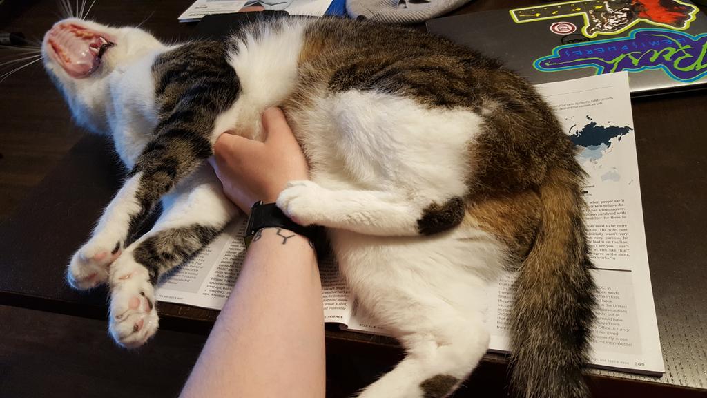 Amy Gill tweet media