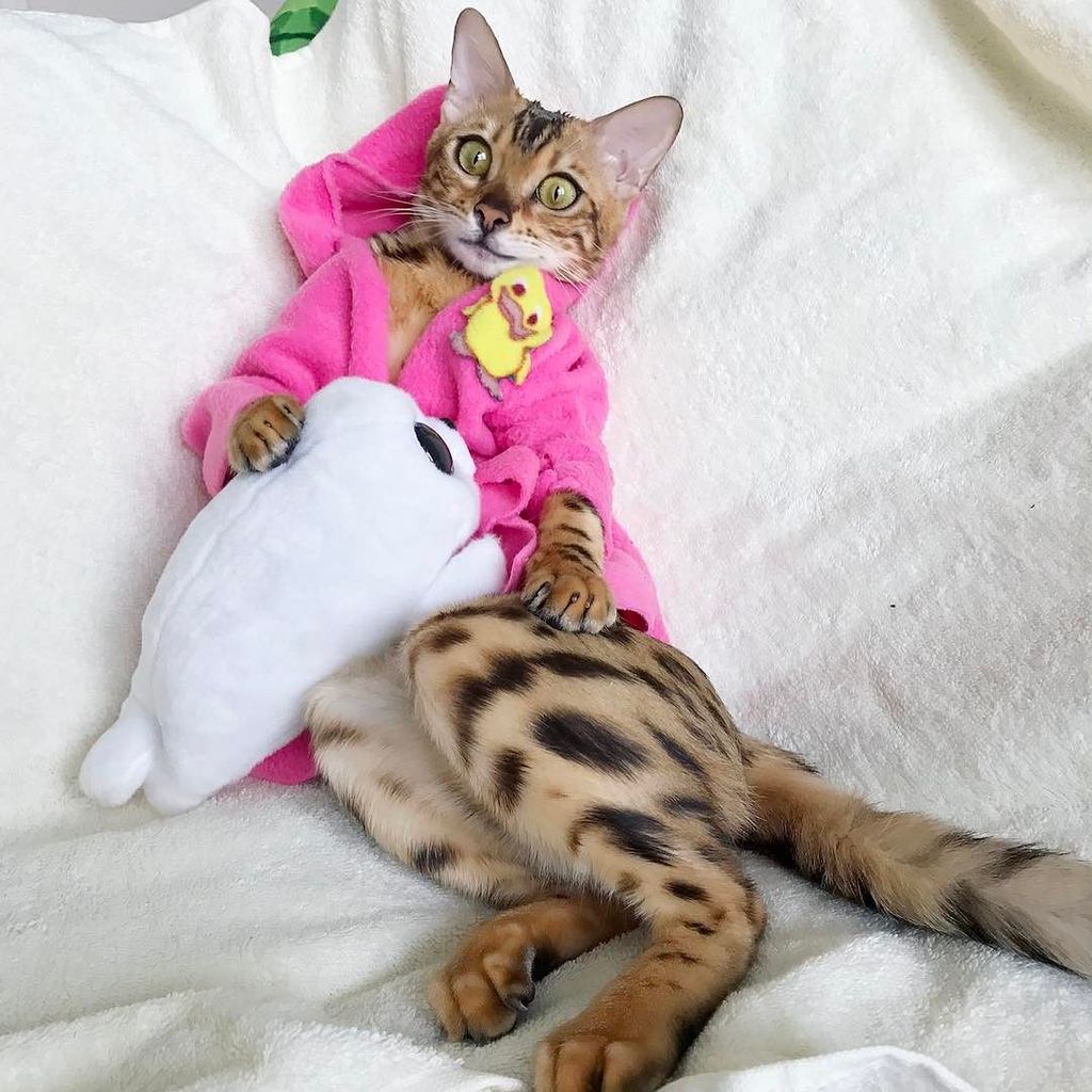 Maria___Kuzmina's tweet photo. When you're done with Monday 😏😸📺
________________________________________________
.
.
.
#whpdreambig #weeklyfluff  #BoomerangOfTheWeek #ani… https://t.co/pemp84SYa0