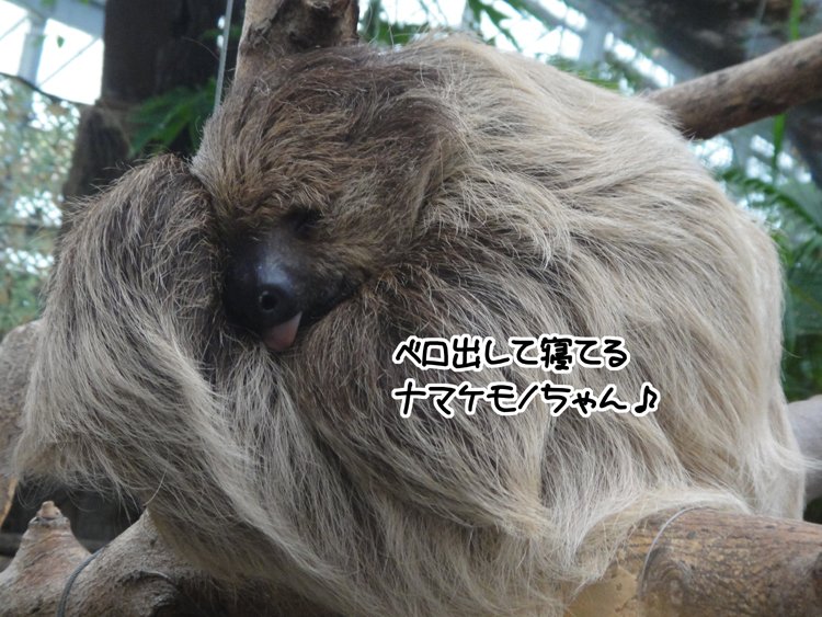 詳細はブログに書くけど
他の動物さんも
ちょろっと♪
動物園で500枚以上写真撮って
カメラのバッテリー切れるなんて
初めてでしたｗ 