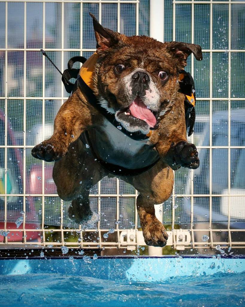 でんすけ Gw中の飛び込みpic 正面バージョン ドッグプール 飛び込み 悪人面 Pool Dive ブルドッグ イングリッシュブルドッグ 犬 Buhi 犬バカ部 Dog Bulldog Instadog T Co 6orvo81lpp T Co Nijgh Twitter