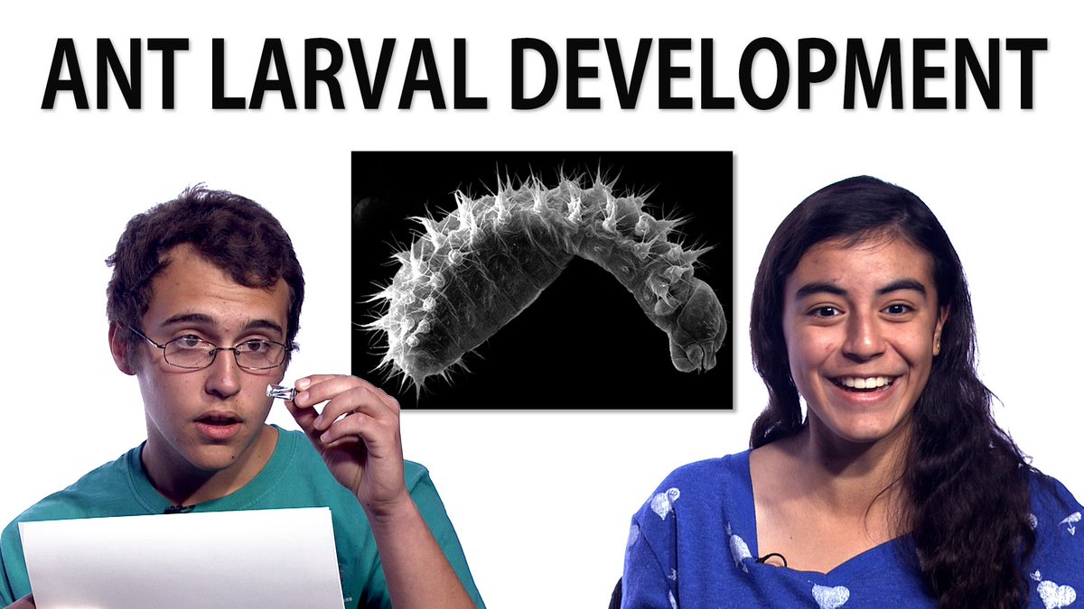 New paper out today on ant larval development! Watch me take it through a round of peer review with teenagers: youtube.com/watch?v=61_Xx9…