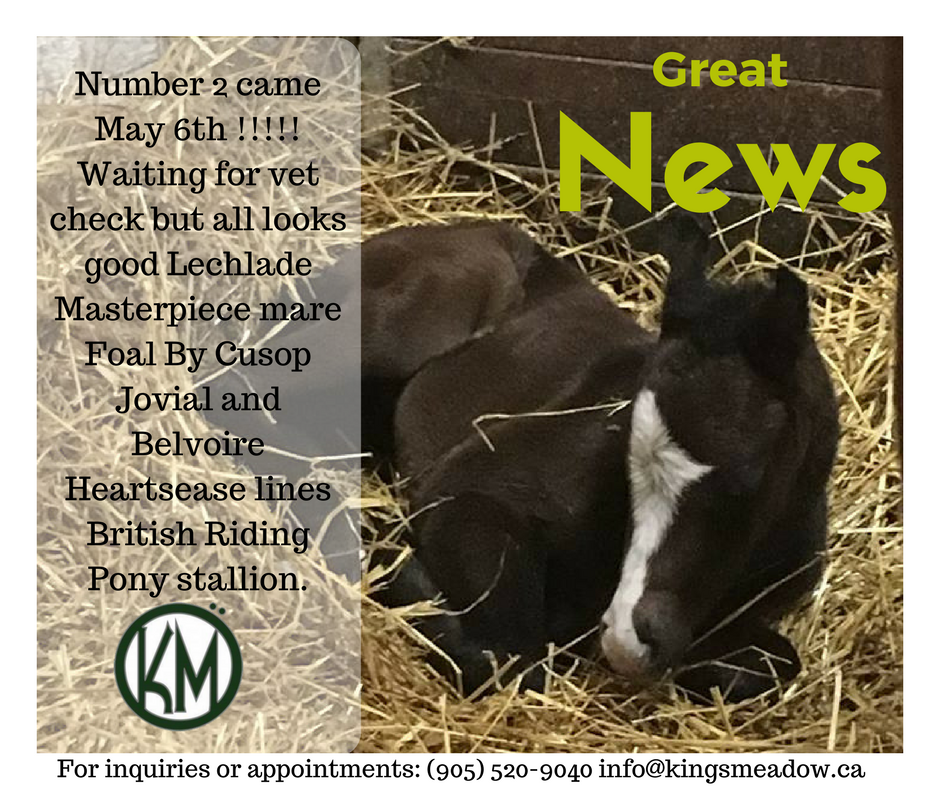 Great News From #KingsMeadowEC #training #breeding #EquestrianCentre #Hunter #jumper  #PuslinchOn #HamiltonOn #Horse #NewArrival
