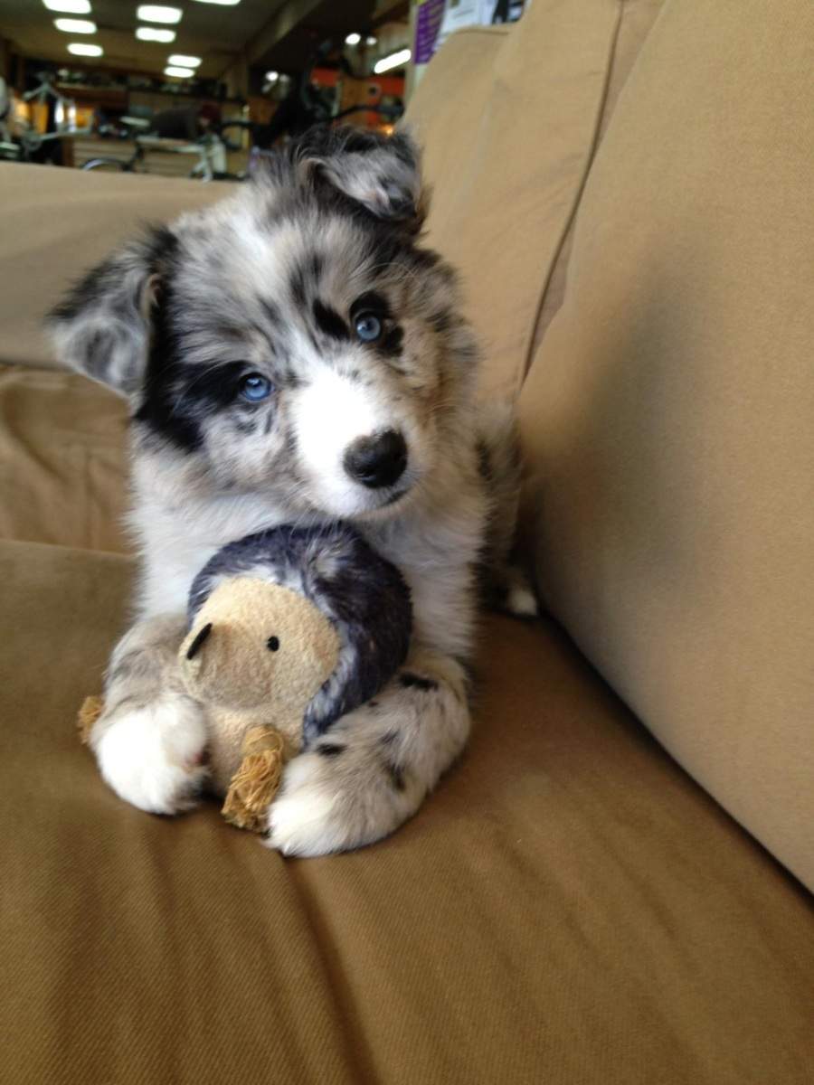 DogInventory's tweet photo. #photooftheday #amazing #love #dogs #onelove #puppies #puppy #puppylove #perfect #f4f #followforfollow https://t.co/iXtg0q1wnP