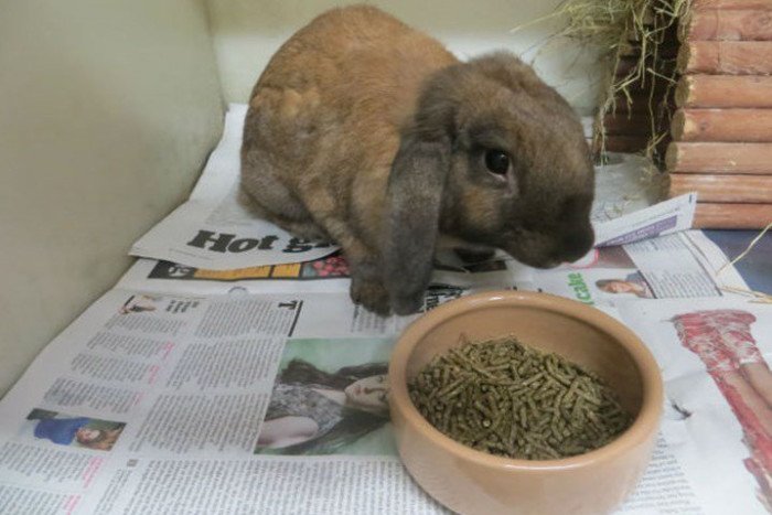 falkirk_herald's tweet photo. @[ScottishSPCA appeals for help during #RehomingWeek
Read more: https://t.co/169IeaOGGz https://t.co/dyqSDLpEtj
