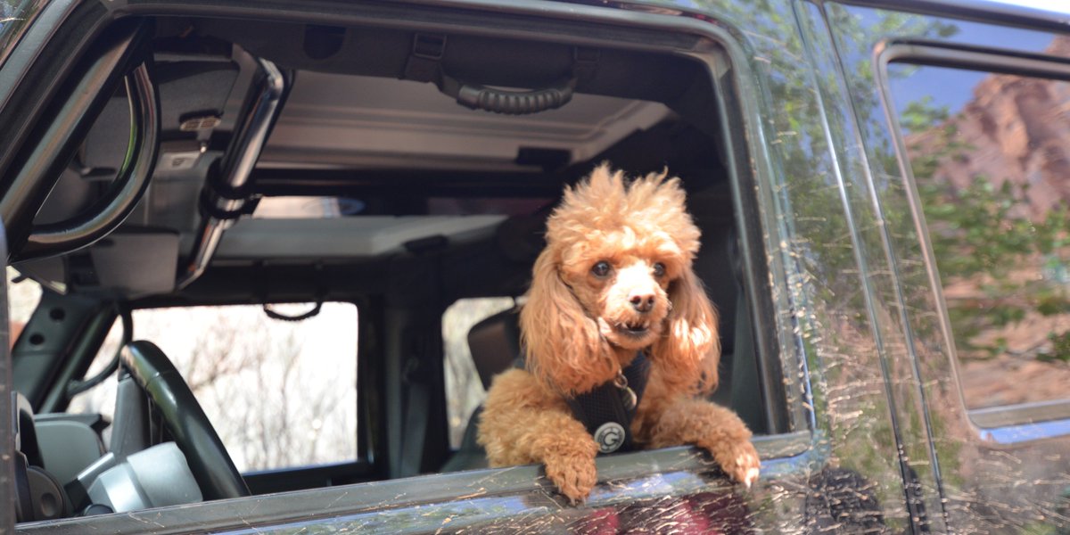 Jeep's tweet photo. Who's your adventure companion? https://t.co/AuSImQX3eC