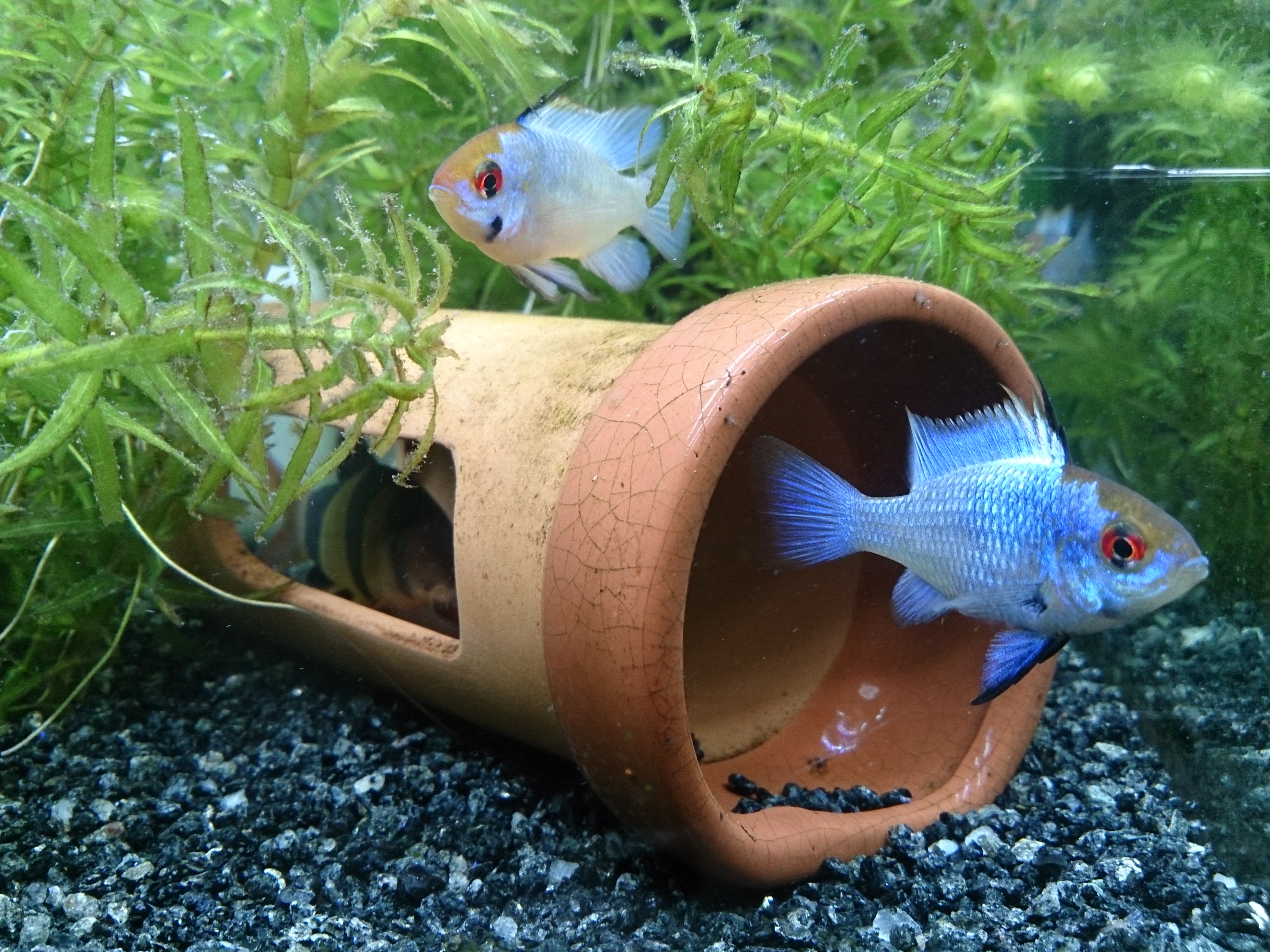 アクアマン 22 コバルトブルーラミレジィ飼育メインの60cm水槽です クラウンローチの隠れ家をキープしつつメンテナンス性も考慮し レイアウトはしばらくこれで固定です 60cm水槽に青ラム17匹はちょっと多かったのか ペアどころではなくなってしまった
