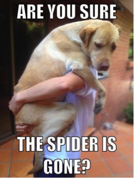 masters_pest's tweet photo. We know everyone reacted like this cute pup once before. #PestHumor #MondayMorning https://t.co/B9oPBPJ6mM