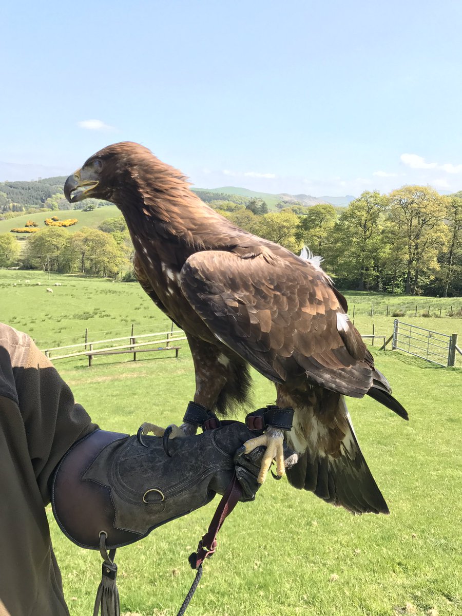 Tom Brown Lowe On Twitter Amazing To Meet Altai The Golden