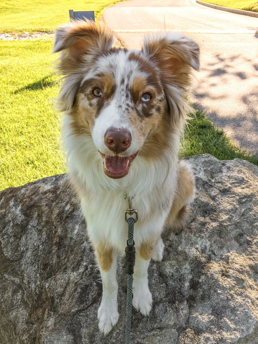 CorgiTrouble's tweet image. 