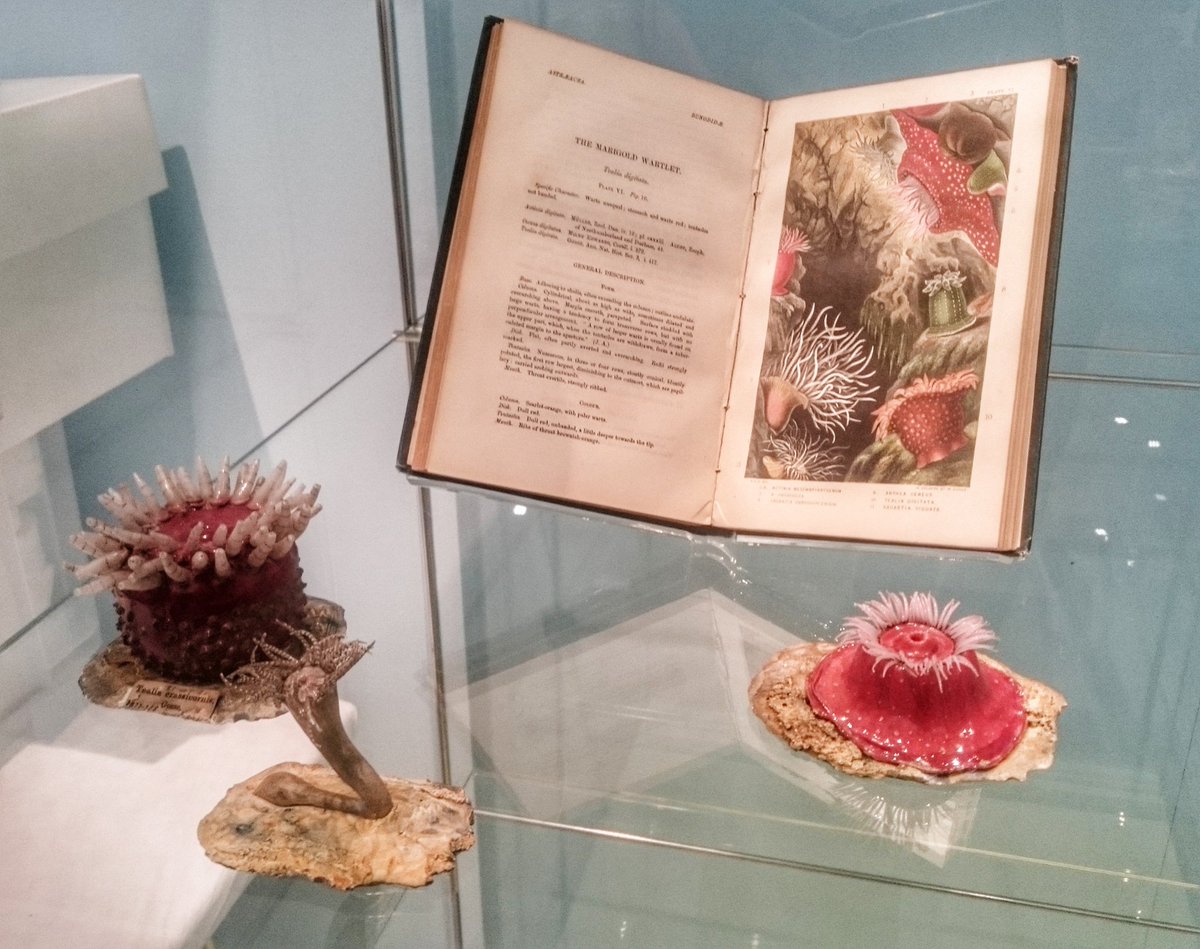 NatHistConserve's tweet photo. Installing #Blaschka #glassmodel loveliness with @Comet_Moth_HM at @RAMMuseum for their new exhibition which is going to look fabulous :-) https://t.co/phC2jMmutS
