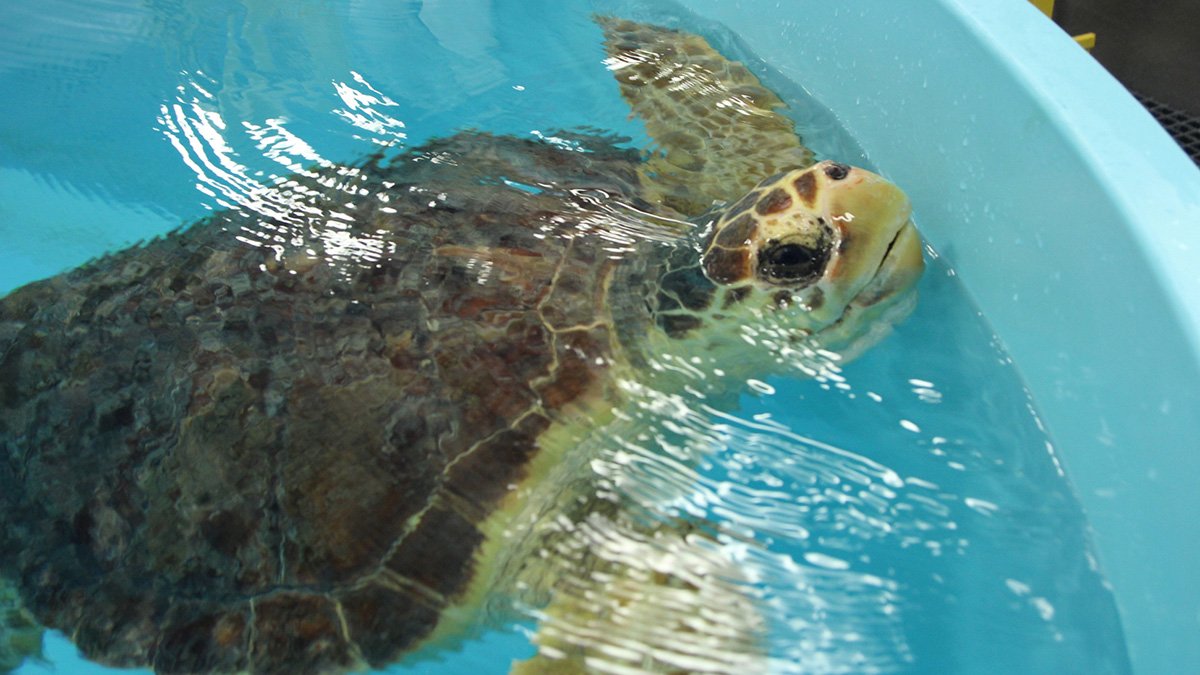 NBCPhiladelphia's tweet image. NJ group takes in loggerheads after returning sea turtles to wild: on.nbc10.com/n8vQTuj