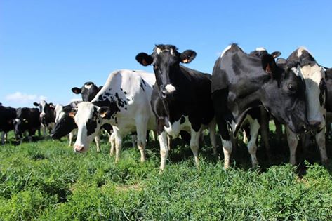 #Spring has sprung in Dalhart! No better sight than blue sky up above and green grass beneath our feet....or hooves. #texas #npdfarms #cows