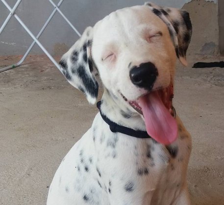 BuzzFeed's tweet photo. 102 Dalmatians you'll want to pet 102 times https://t.co/eF8JpGfK2C https://t.co/3rYaRq4Mz2