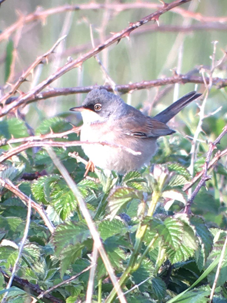 Bloody twigs! #spectacledwarbler