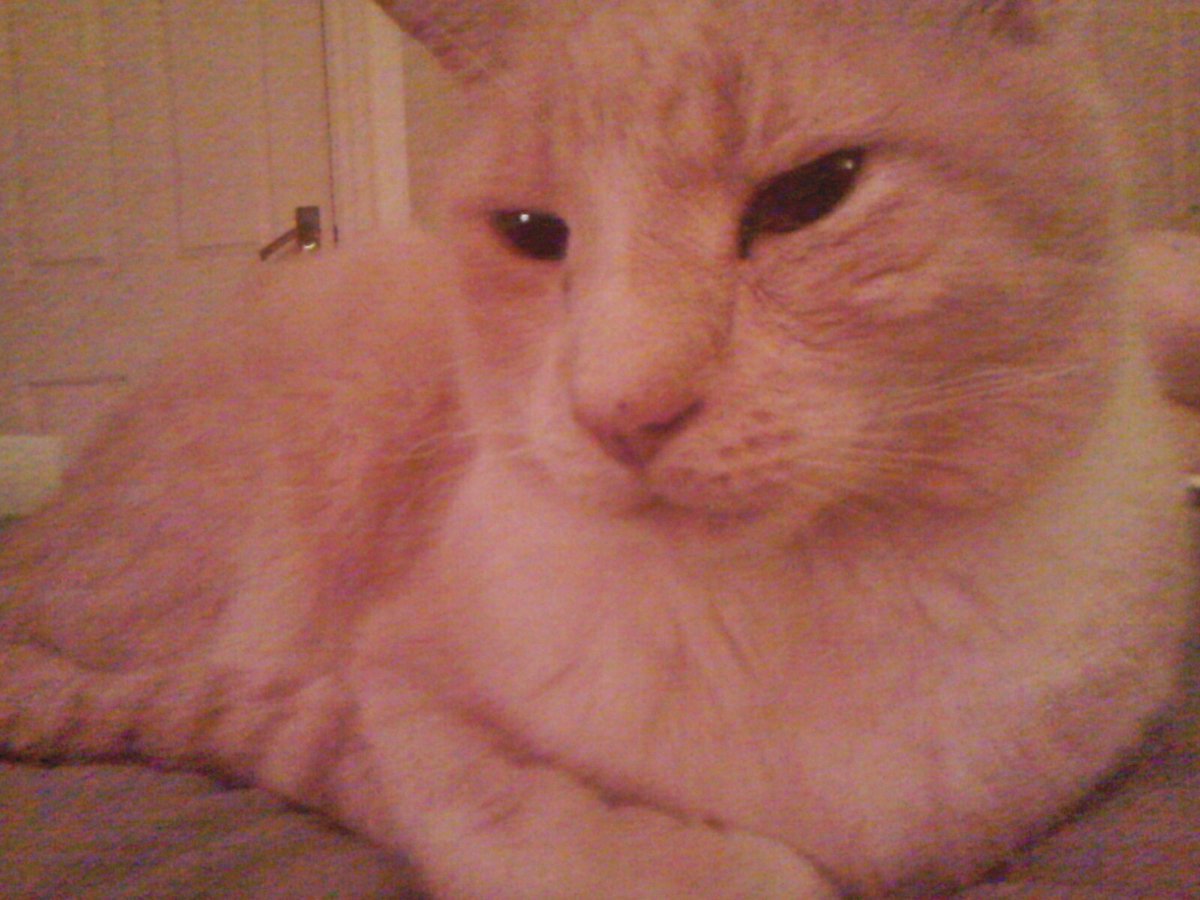 CatsMissing's tweet photo. 💔STILL MISSING💔PLEASE #HelpFindBailey #Cat🐈Disappeared 26/3/17 #ConnorDowns #Hayle #Cornwall #MissingCatsUK @KatKennedyMusic @RomeoRites https://t.co/gV0qpoV8LI