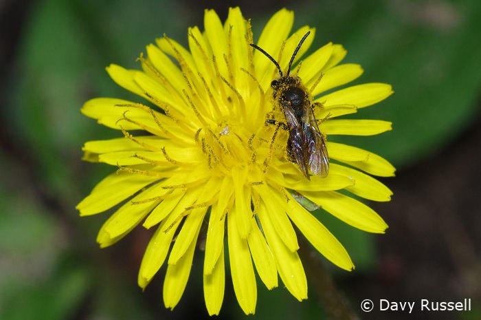 BugHavenBlog's tweet image. Dandelion aren't weeds.  They are food for pollinators (and us).  The leaves are edible and rich in calcium, magnesium, and iron.