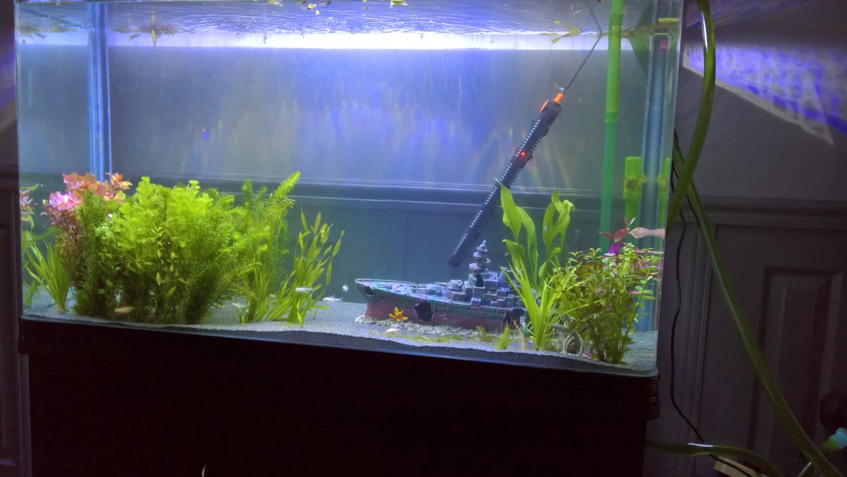 frankie and bennie (@valerietom) on Twitter photo 