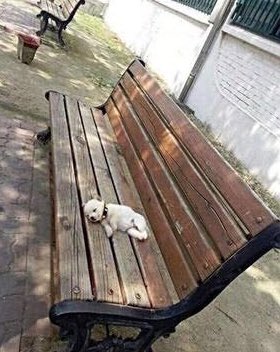 nandoh's tweet photo. hj eu to 100% esses doguinho https://t.co/2NysTf8NTe