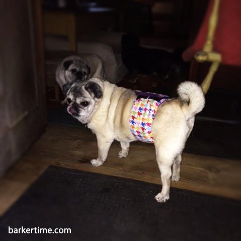 Meet Dexter a happy #pug from Newhope, PA sporting #Barkertime #dogbellyband ow.ly/hFHD30buZ66 #dogdiaper #seniordog #dogincontinence