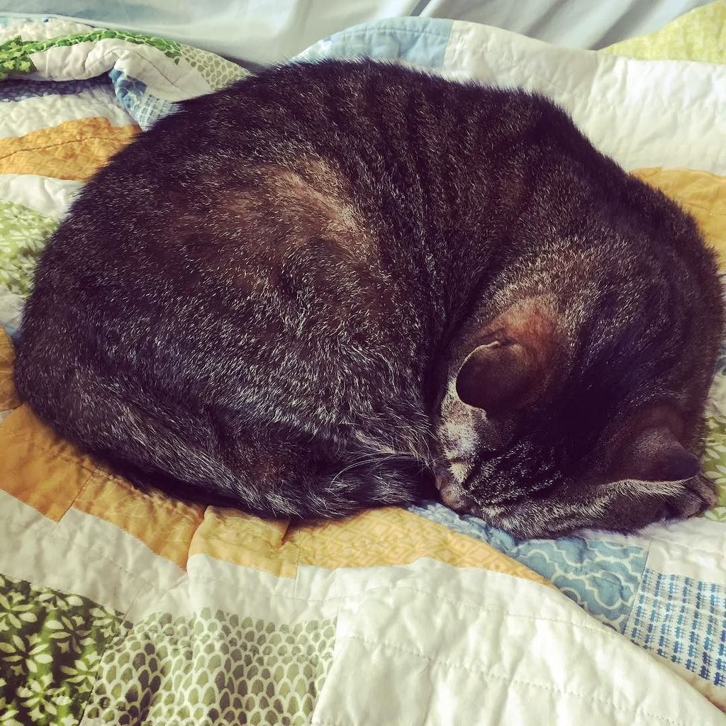 AliceandAtlas's tweet photo. Classic cat.  #catsofinstagram https://t.co/MmFvx6qHdg https://t.co/vvcSvOgrm0