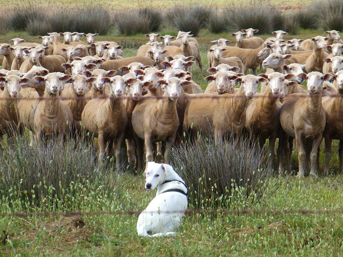 Berti_and_Ernie's tweet photo. "Don't disturb the sheep whisperer!" #dogfriends https://t.co/afUQd2z3hF