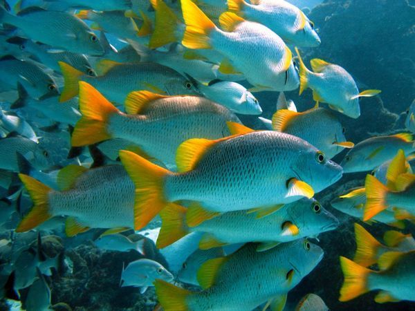 The secret of successful marine protected areas? People. bit.ly/2pWCdWj