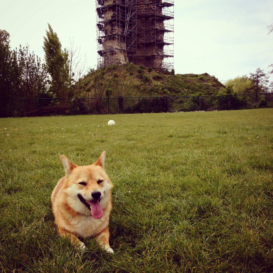AnSchurmans's tweet photo. #noleash #freedog #dogs #shibainu #Brustem #burcht - Hij is (hopelijk) klaar voor zijn laatste examen! #Agility - Spannend! https://t.co/AXFMvByFoC